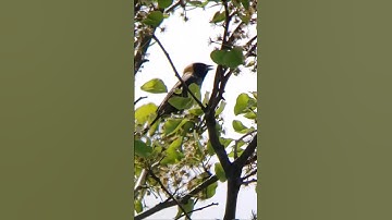 Bobolink [Rachel Carson] Inspiring Quotes