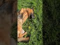 German shepherd wants his belly rubbed