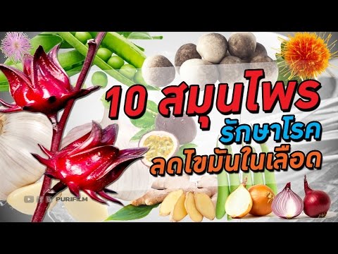 10 สมุนไพรรักษาโรค ลดไขมันในเส้นเลือด อาหารและยาคู่ครัวไทย | PURIFILM channel