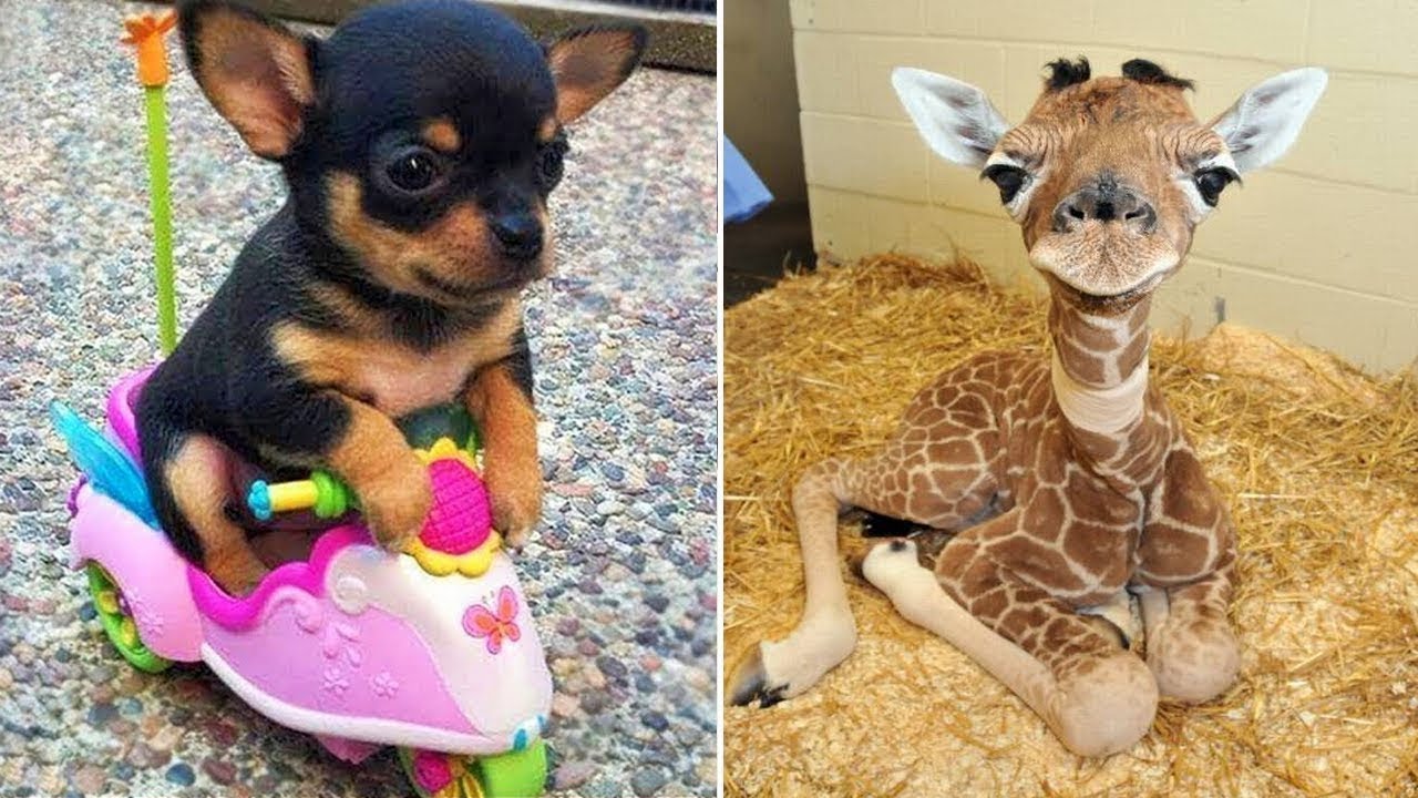Bayi Binatang Animals Kompilasi Video Kucing Dan Anjing Lucu 2020 Per K