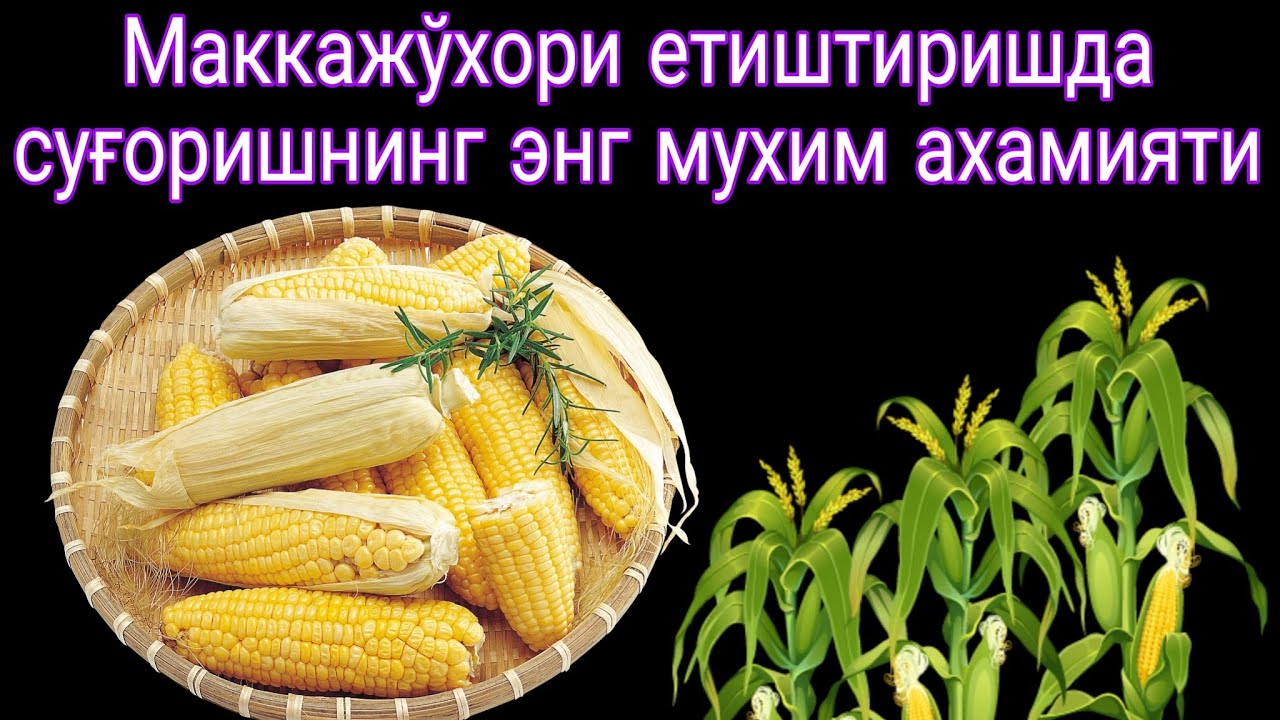 Маккажўхори етиштиришда суғоришнинг энг мухим ахамиятлари