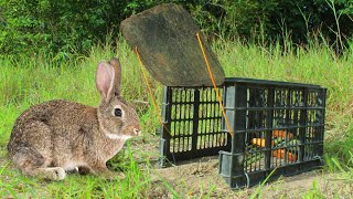 : Simple Rabbit Trap - Technique Build Easy Rabbit Trap Using Plastic Basket