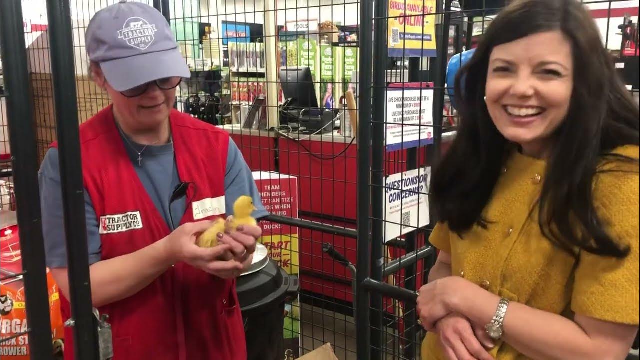 Virtual Fieldtrip Tractor Supply Ducks D is for Ducks YouTube
