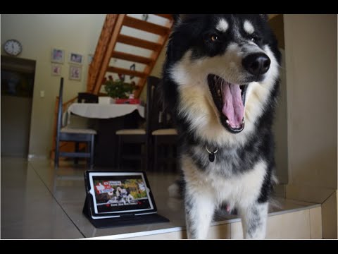 Does My Husky