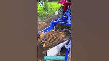 Soil Cracks, Potatoes Appear — Harvest in Motion 🥔🔄🚜 #001