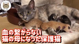 母猫と生き別れになった保護猫の世話をする猫