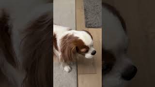 Energetic Cavalier King Charles spaniel puppy running around