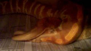 Cherry Bomb Albino Blood Python Love