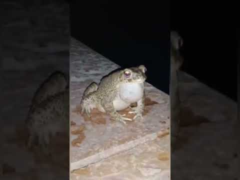 صوت الضفدعة وشكلها الغريب   