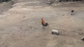 Qaib dib qua zoo thiab qua nrov heev