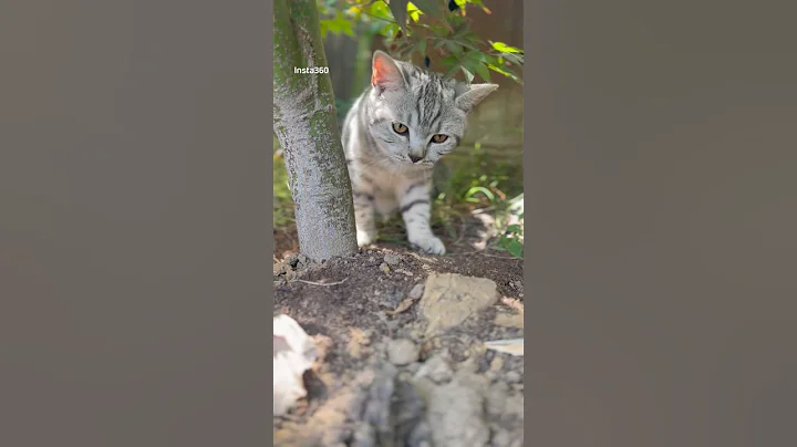 Watch the video about "Fluffy Kitten Sneezes and Melts Hearts! 🥺💗😽"#britishshorthair #toocute #catshorts #cutecat
