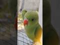 radhe राधे मिथु #parrot #talkingparot
