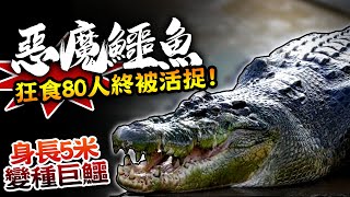 【  食人巨鱷14年奪83命!!  】5公尺長的惡魔鱷魚抓到了!! 