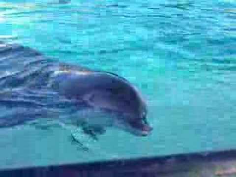 Dolphins sleep with one eye open | 22Share | Enjoy &amp; Share