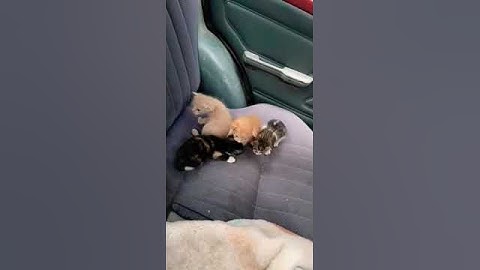 cute kittens #youtube #shortsvideo #viral #