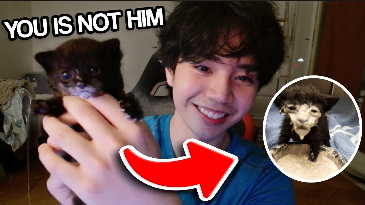 What Should I Name Him, Chat?