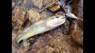 Pêche de la truite aux leurres en ruisseau - Morvan Avril 2018