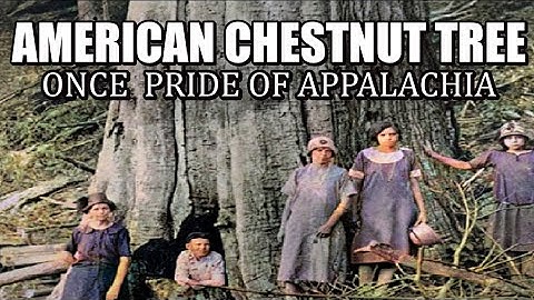 American Chestnut Trees once the Pride of the Appalachia