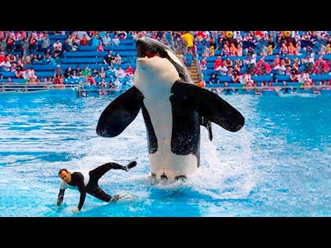 Vidéo: SeaWorld Termine Sa Reproduction D'orques - Réseau Matador