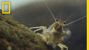 Thanks to Shrimp, These Waters Stay Fresh and Clean | Short Film Showcase