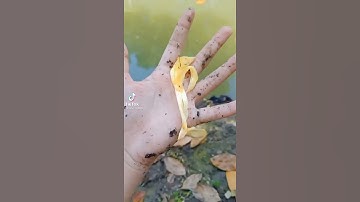 Độc Lạ Chỉ Có Ở Miền Tây - Câu Cá Bằng Sơ Mít - Cá Tai Tượng || Hồi Hộp Đến Phút Cuối