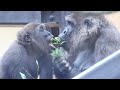 赤ちゃん返り？何度も母ゴリラに口移しで食べさせてもらうキンタロウ⭐️Gorilla【京都市動物園】Kintaro is fed mouth-to-mouth by his mother .