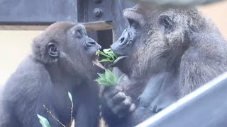 赤ちゃん返り？何度も母ゴリラに口移しで食べさせてもらうキンタロウ⭐️Gorilla【京都市動物園】Kintaro is fed mouth-to-mouth by his mother .