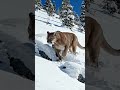 Snow Lion Hunting #skydiving #duck #lion #mountainlion #wildlife #youareoneofakind