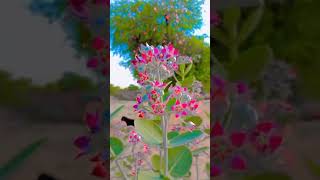 Tharparkar's Stunning Secret: Nature's Masterpiece Unveiled