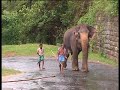 Elefants LIfe in Sri Lanka  by Global Vision