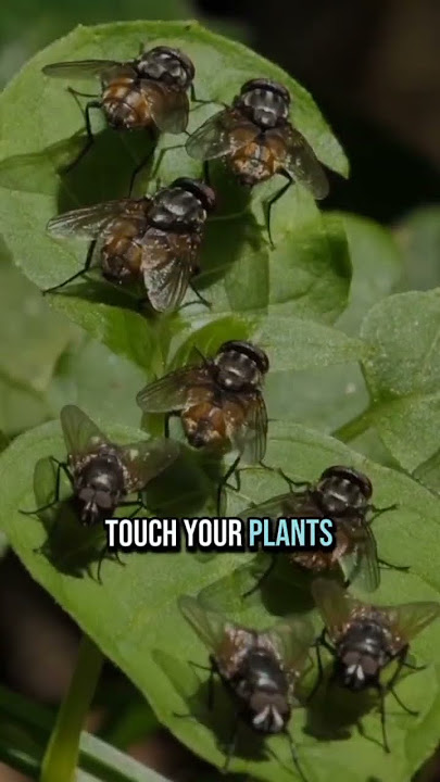 Do you suffer from pests in summer?🦟🪰😦   #pests #summerproblems #crops #farming #growerscommunity