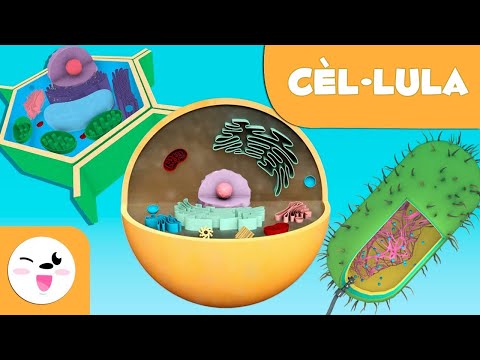 Vídeo: A totes les cèl·lules eucariotes?