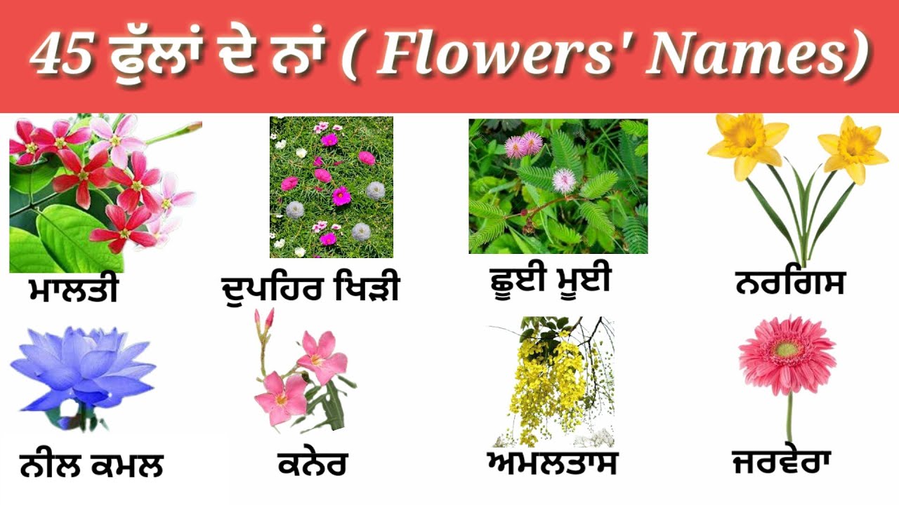 45 Flowers' Name in Punjabi and English with Pictures ...