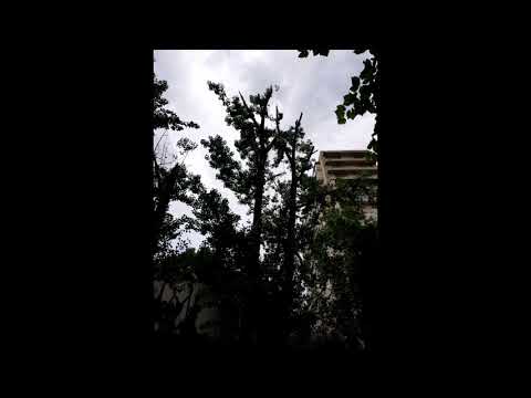 ნებისმიერი სირთულის ხის მოჭრა, გასხვლა, დამოკლება, მოვლა | Alpen.ge