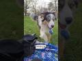Simbaрџђ Australianshepherdworld Chien Doggielife Puppy Sport Trending Tiktok Instagram 2025 Simbaрџђ Australianshepherdworld Chien Doggielife Puppy Sport Trending Tiktok Instagram 2025