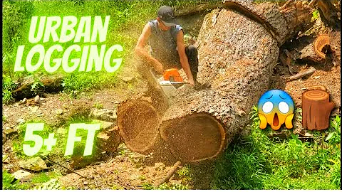 CUTTING 5 FOOT MASSIVE BLACK WALNUT TREE!|URBAN LOGGING