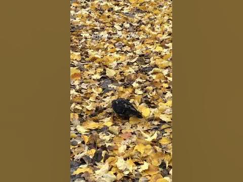 ПЕНЗА ОСЕНЬЮ #SHORTS - YouTube