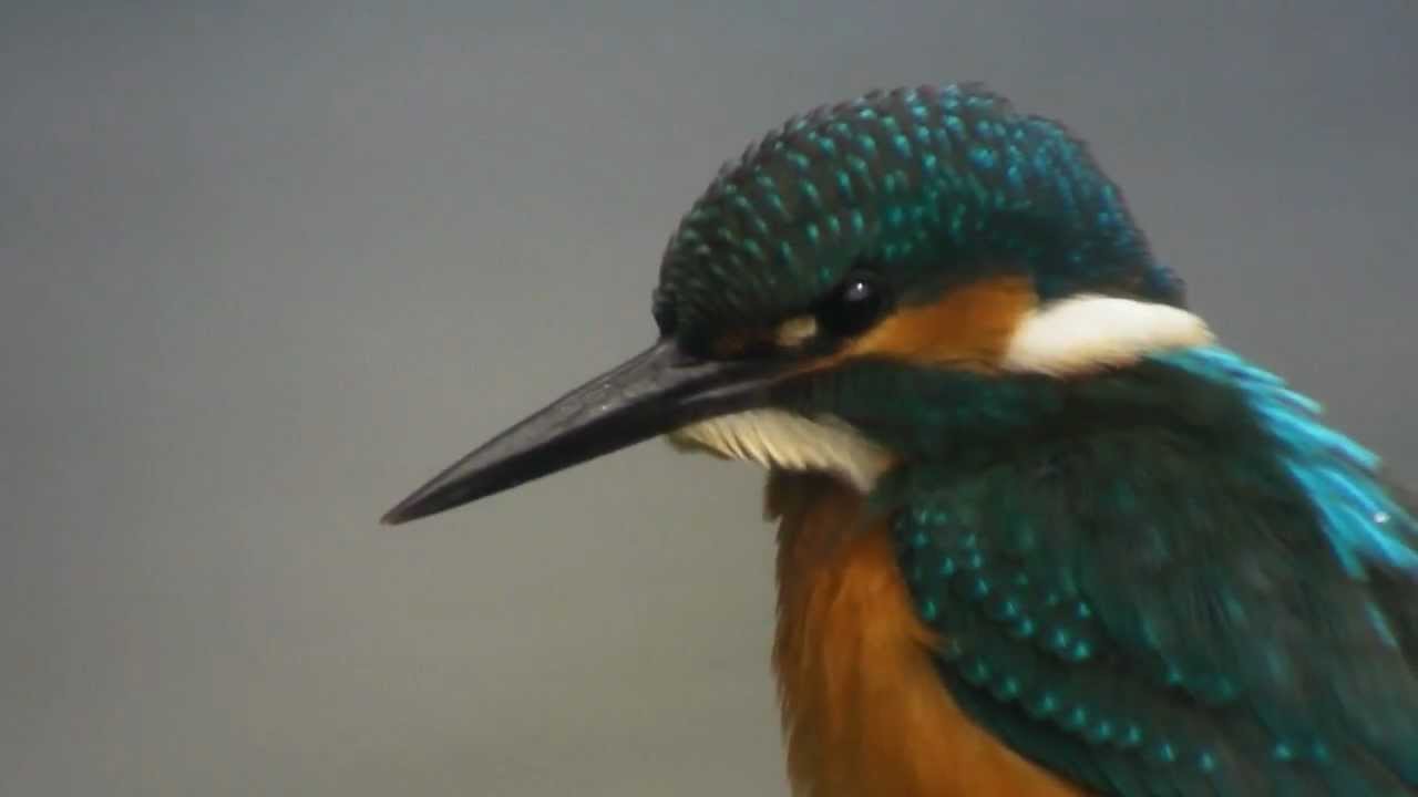 Kingfisher close up....