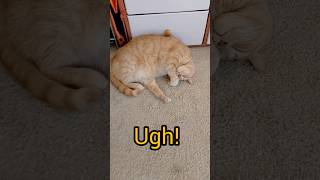 Flash’s Trashed Panda Hangover Cure: Luxury & Cuteness