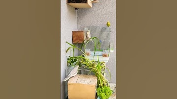 سورة #الفلق #اذكار_الصباح
