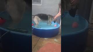 Dog Pool Party with GERMAN Shepherds 😎 by Anth 178 views 8 months ago 2 minutes, 31 seconds