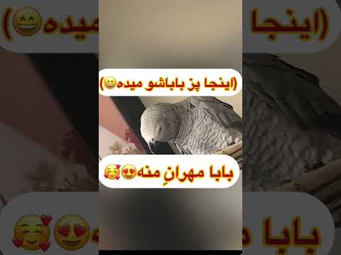 شازده بهترین کاسکو ایران پرنده Birds طوطی Parrot عروس هلندی Pets