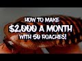 How to make $2,000 a month with 50 Dubia roaches!