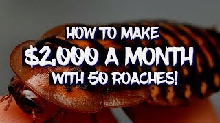 How to make $2,000 a month with 50 Dubia roaches!