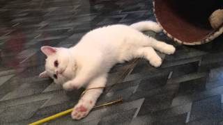 Котенок экзотической короткошёрстный породы. Котенок экзотической короткошёрстный породы.