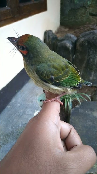 burung ungkut ungku istimewa