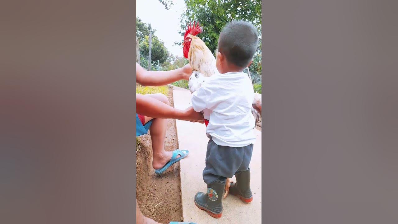 pollos gigantes TH popayan YouTube