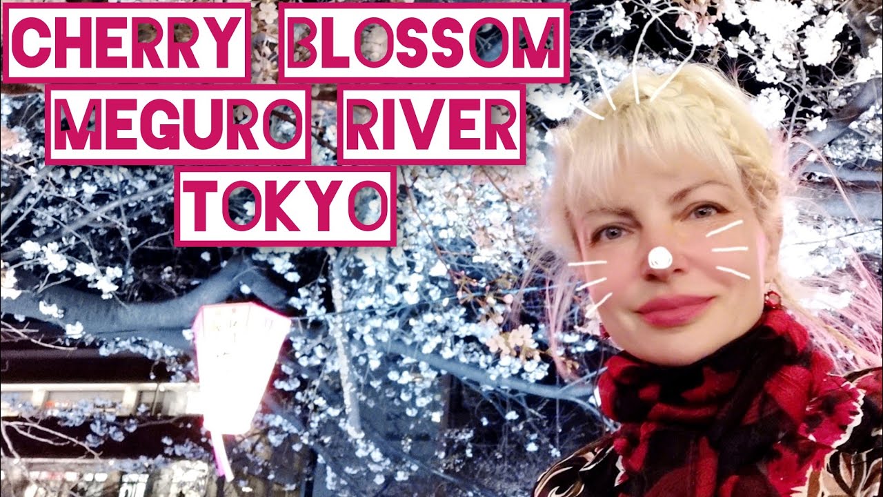 ICONIC 🌸 MEGURO RIVER SAKURA Cherry BLOSSOM light up illumination ...