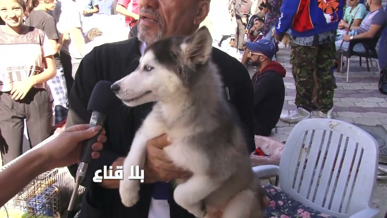 !! فرصة للزوالي..الهاسكي من خمسمائة دينار أصبح بمائة دينار..السوق معبي وأسعار الكلاب بشطر الحق