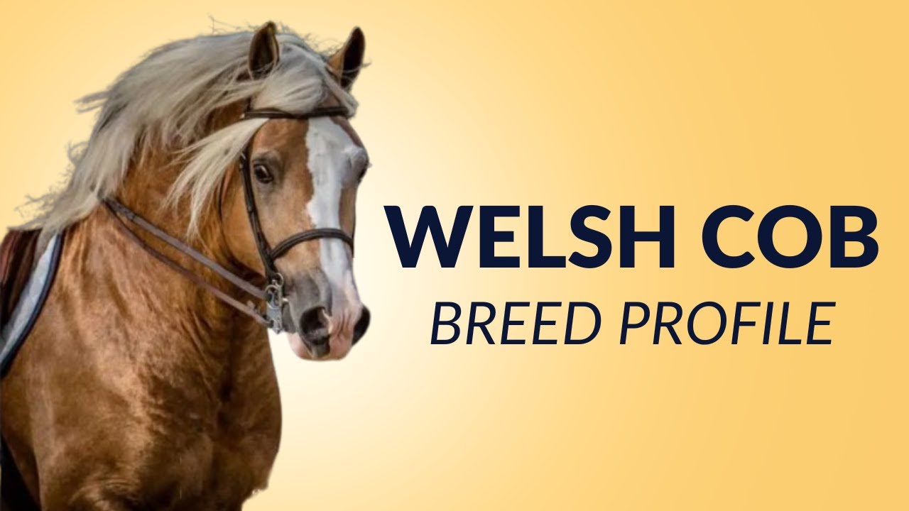 История породы лошадей валлийский коб – Цена – Характеристики – Дрессировка – Уход